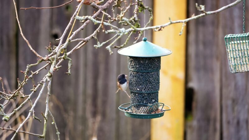 AI Bird Feeders Document Avian Life Across US Backyards