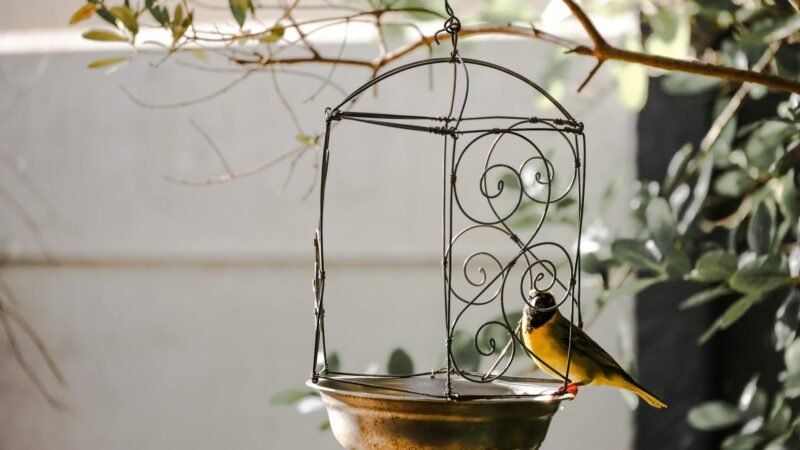 Bird Buddy AI Feeder Captures Backyard Wildlife Video