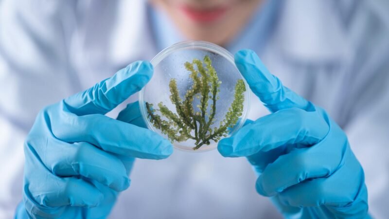 Colossal Biosciences grows chicken embryos in artificial shells