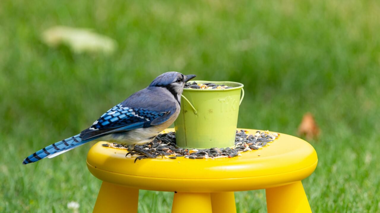 Wyze AI Bird Feeder Captures Intricate Wildlife Details