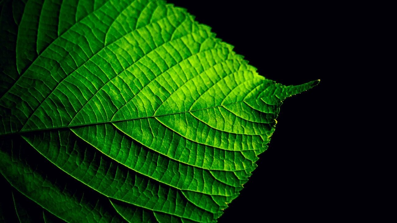Anthropic Leads AI Sector with $915M Frontier Carbon Removal Pledge