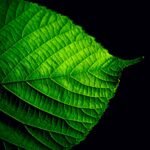 Anthropic Leads AI Sector with $915M Frontier Carbon Removal Pledge