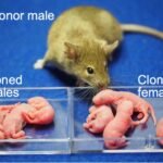 Japanese Scientists Clone Female Mice from Male Cells, First Ever