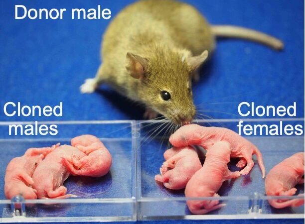 Japanese Scientists Clone Female Mice from Male Cells, First Ever