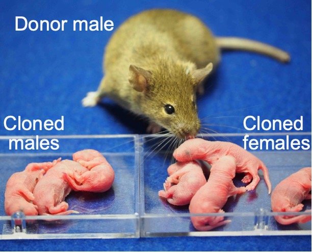Japanese Scientists Clone Female Mice from Male Cells, First Ever